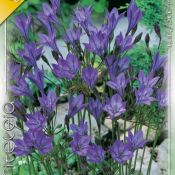 Triteleia Laxa Queen Fabiola Triteleia Laxa Queen Fabiola